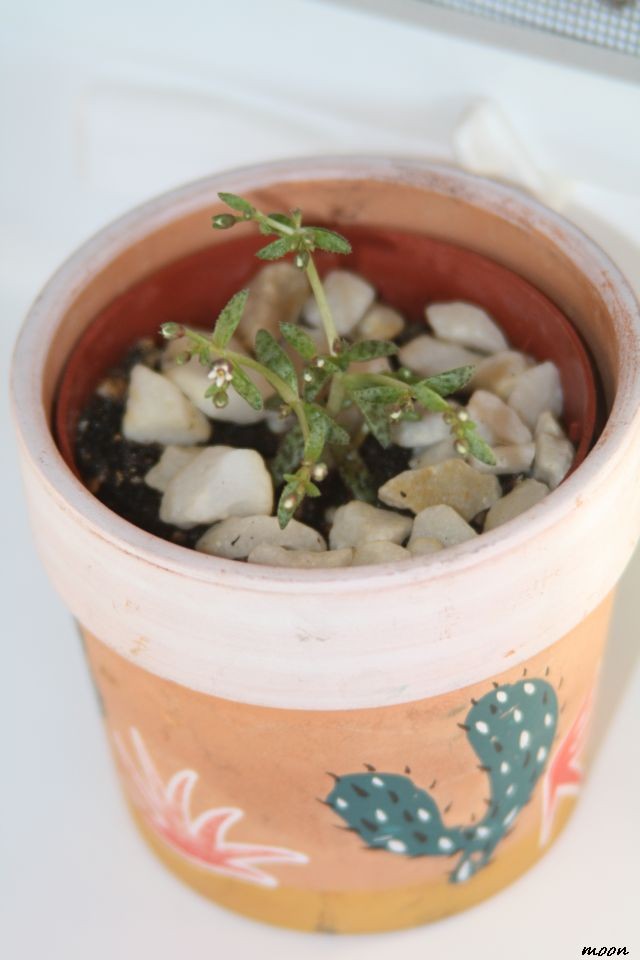 Crassula exilis subsp. Cooperi